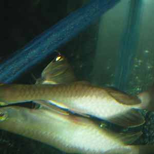 baby Siamese-twin dragonfish (Scleropages formosus) at the Aquarium