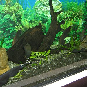 black ghost knifefish (Apteronotus albifrons) at the Aquarium