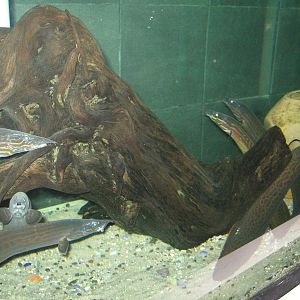 fire eels (Mastacembelus erythrotaenia) at the Aquarium