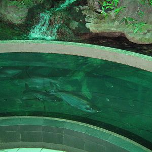 Pangasius cats at the Aquarium