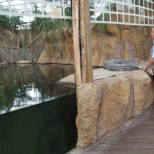 Nile Crocodile exhibit, Crocodile River
