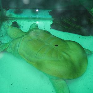 albino softshell turtle at the Aquarium