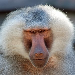 Hamadryas Baboon