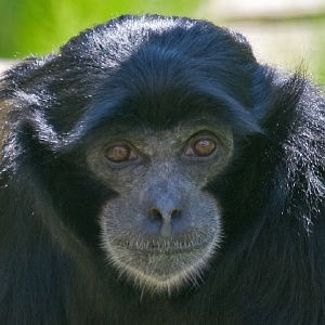 Siamang Gibbon