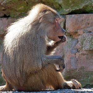 Hamadryas Baboon
