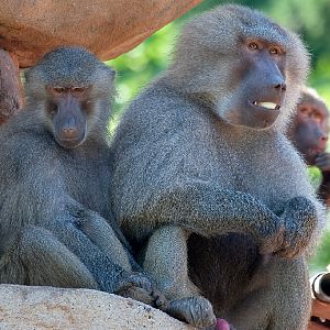 Hamadryas Baboon
