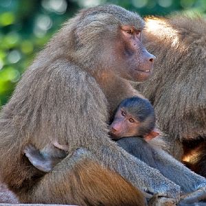 Hamadryas Baboon