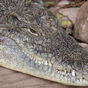 Nile Crocodile