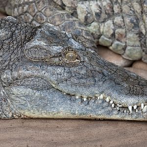 Nile Crocodile