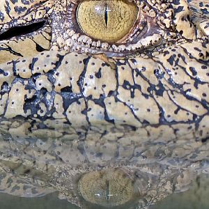 Saltwater Crocodile