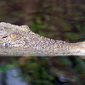 Saltwater Crocodile