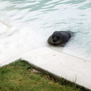 Twycross Zoo - Pinnipeds - Baikal seal