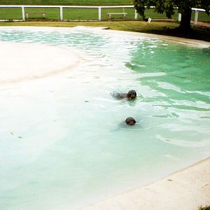 Twycross Zoo - Pinnipeds - Baikal seals