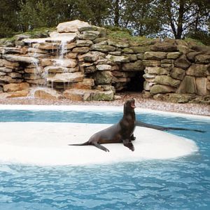 Twycross Zoo - Pinnipeds - Patagonian sea lion