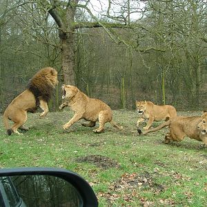 Lions