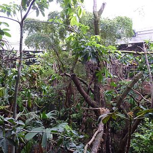 Clore Rainforest