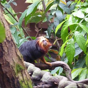 Golden-headed lion tamarin