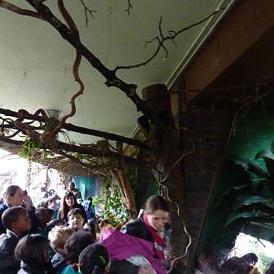 Tamarin jumping around above the walkways