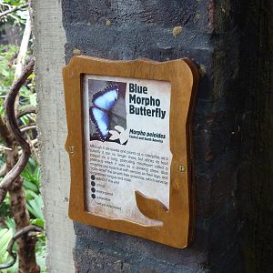 Blue morpho sign