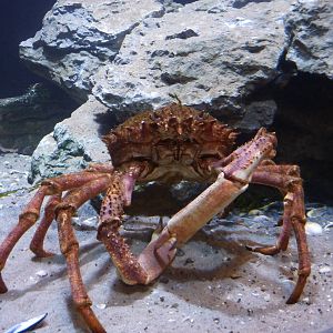 Spider crab