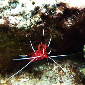 Scarlet cleaner shrimp