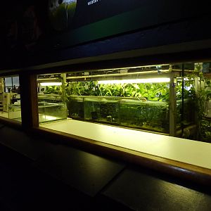Rare freshwater fish breeding station
