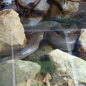 Anacondas