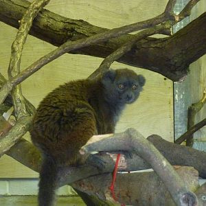 Alaotran gentle lemur