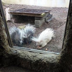 Porcupines