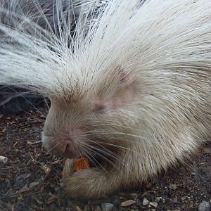 Albino porcupine
