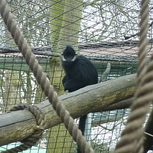 Francois' langur