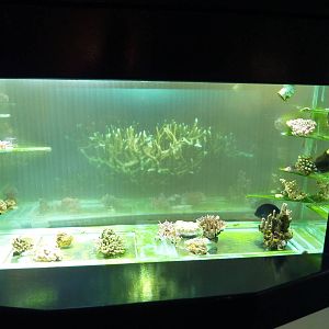 BUGS projected video