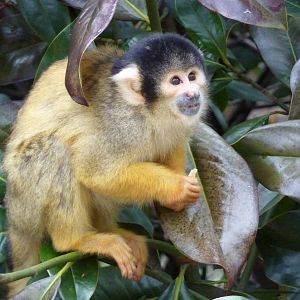 Squirrel monkey