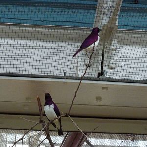 Amethyst starlings
