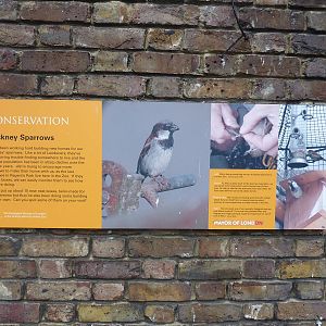 Sparrow conservation