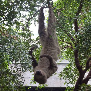 Sloth