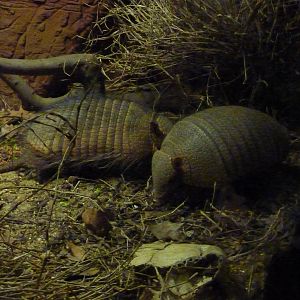 Big hairy armadillos
