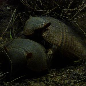 Big hairy armadillos