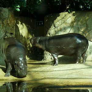Pymyhippos, mother and calf