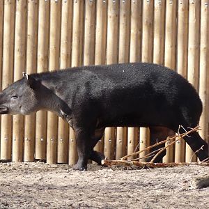 Baird's tapir