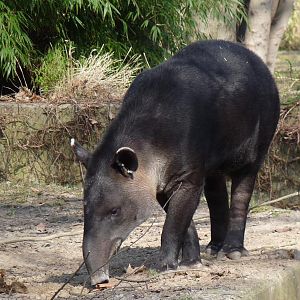 Baird's Tapir