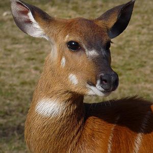 Sitatunga