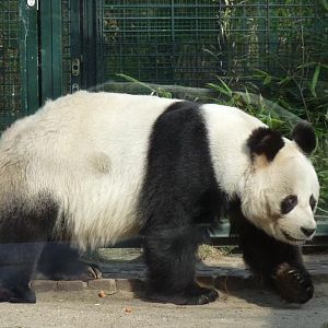 Panda Bao-Bao