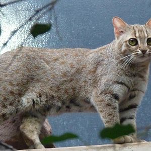 Rusty Spotted cat