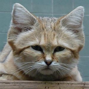 Sand Cat