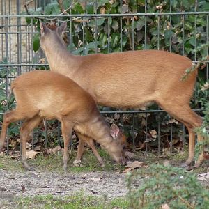 Red Forest Duikers