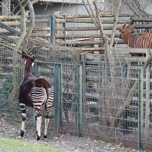 Okapi and Bongo