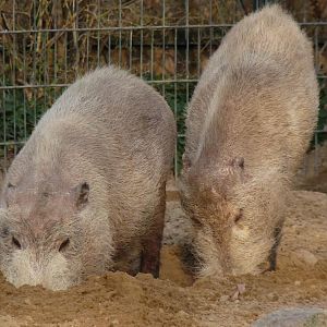 Borneo Bearded Pigs