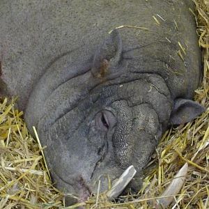 Babirusa