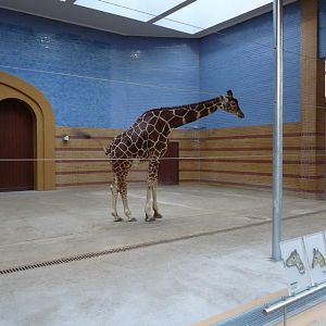 Giraffe Stable
